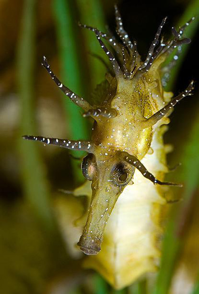  p>海马(拉丁学名: i>hippocampus /i>),是刺鱼目 a target="_blank"