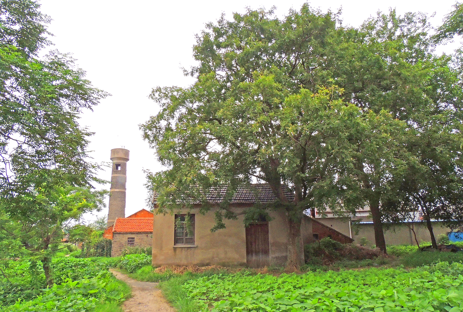  p>伍佑古皂荚树 /p> p>位于盐城市亭湖区伍佑镇,树龄150年左右,树有
