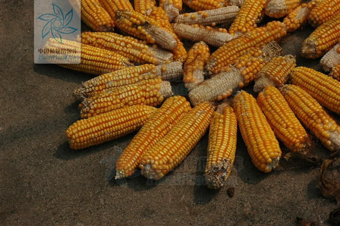 玉蜀黍