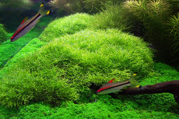  p>叉钱苔(学名: i>riccia fluitans /i> l.