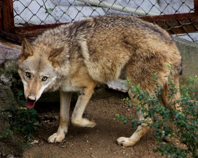  p>阿拉伯狼(学名: i>canis lupus arabs /i>)是 a href="#" data