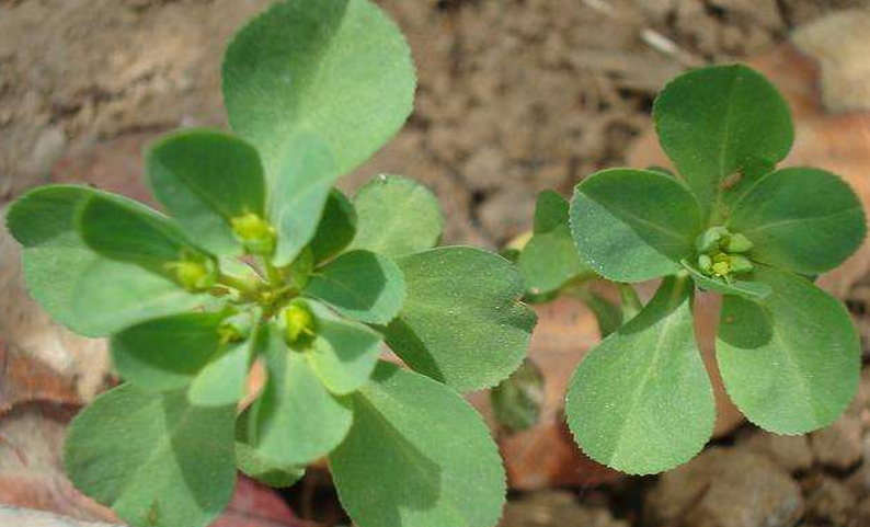  p>附地菜(学名: i>trigonotis peduncularis /i>)为 a href="#" data