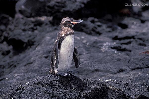 加拉帕戈斯企鹅