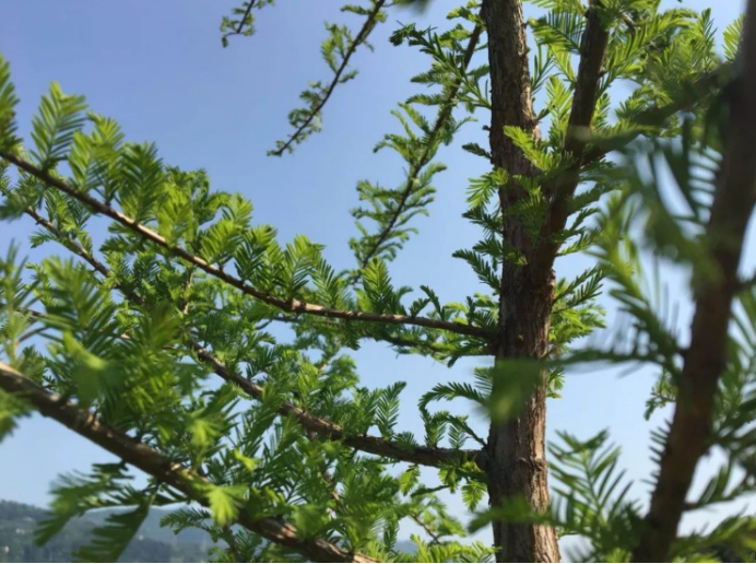 中山杉：沿海绿化的植物“新星”_百科TA说