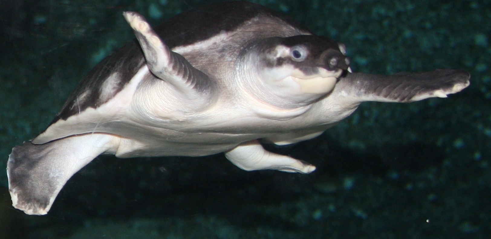  p> span class="ref" data-ctrid="sfrzvajw6khe">猪鼻龟(学名: 