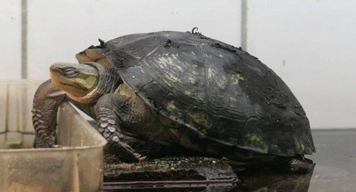  p>周氏闭壳龟(学名: i>cuora zhoui /i>)是龟科,闭壳龟属动物.