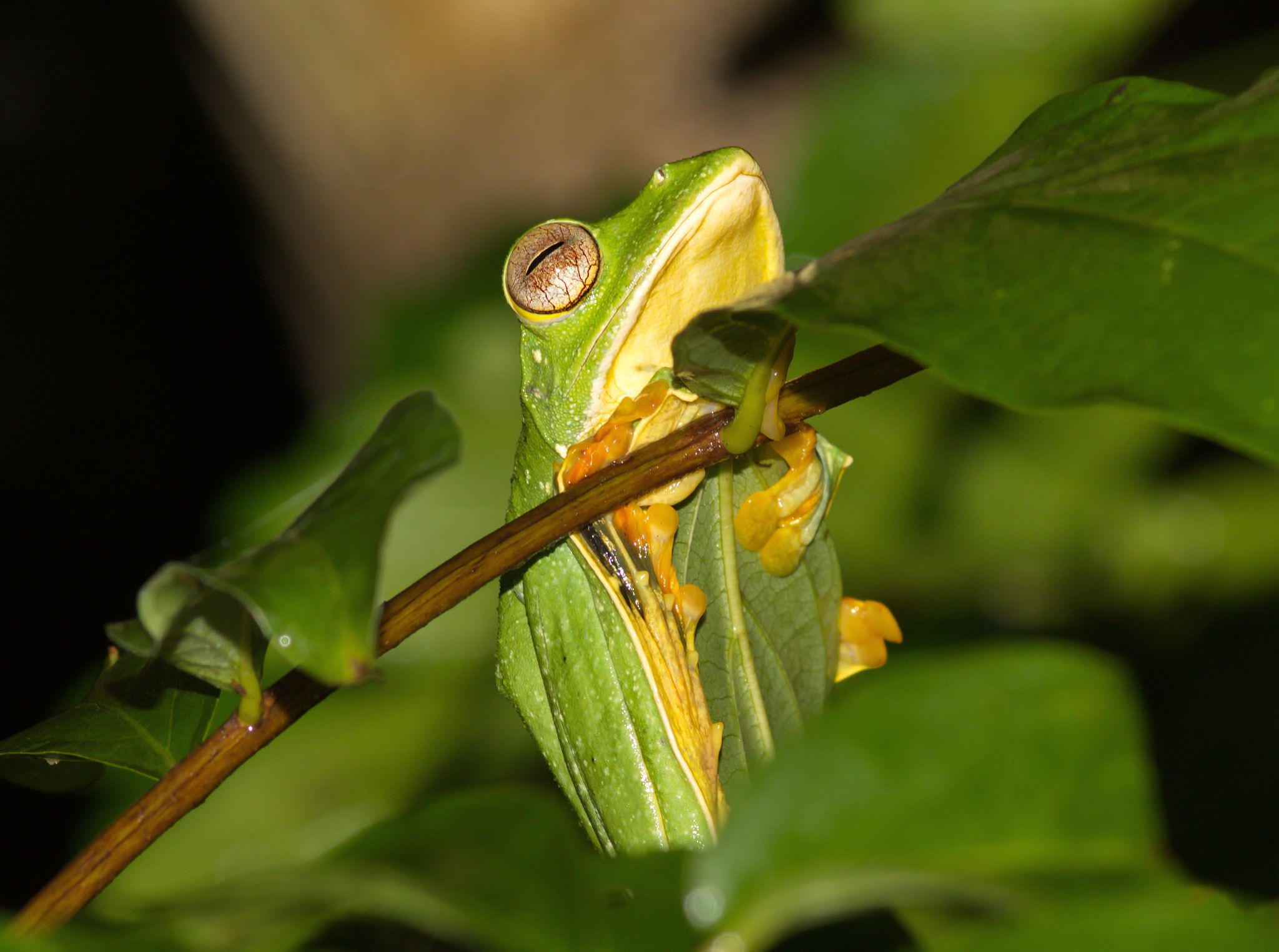 rhacophorus reinwardtii