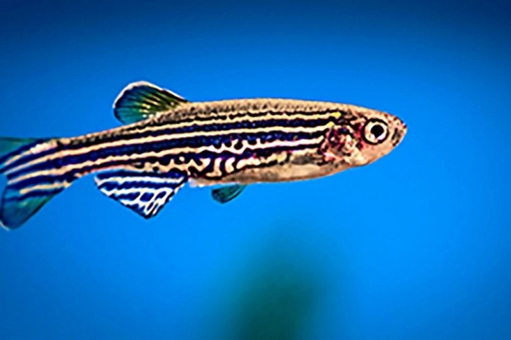 条纹墨头鱼