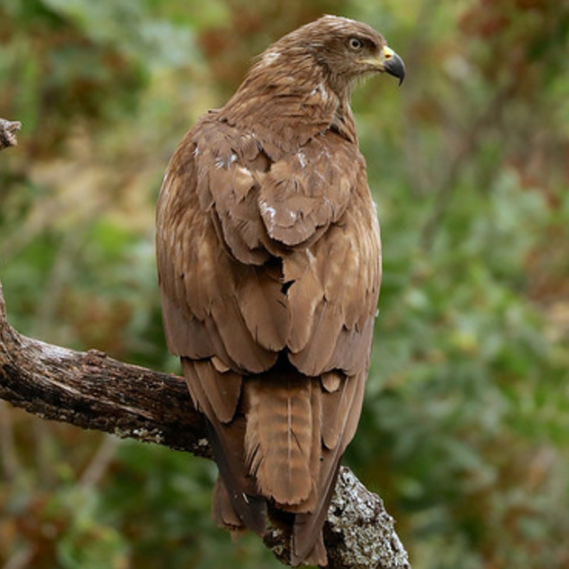  p>黄嘴鸢(学名: i>milvus aegyptius /i>):是鹰科,鸢属猛禽.