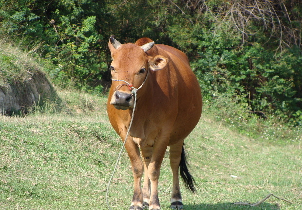 吉安黄牛