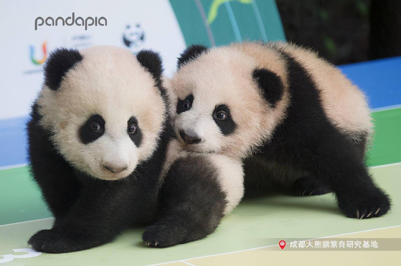  p data-id="tcbh4mplnwmc">大熊猫"玖菜花叶"组合,指于2020年出生在 