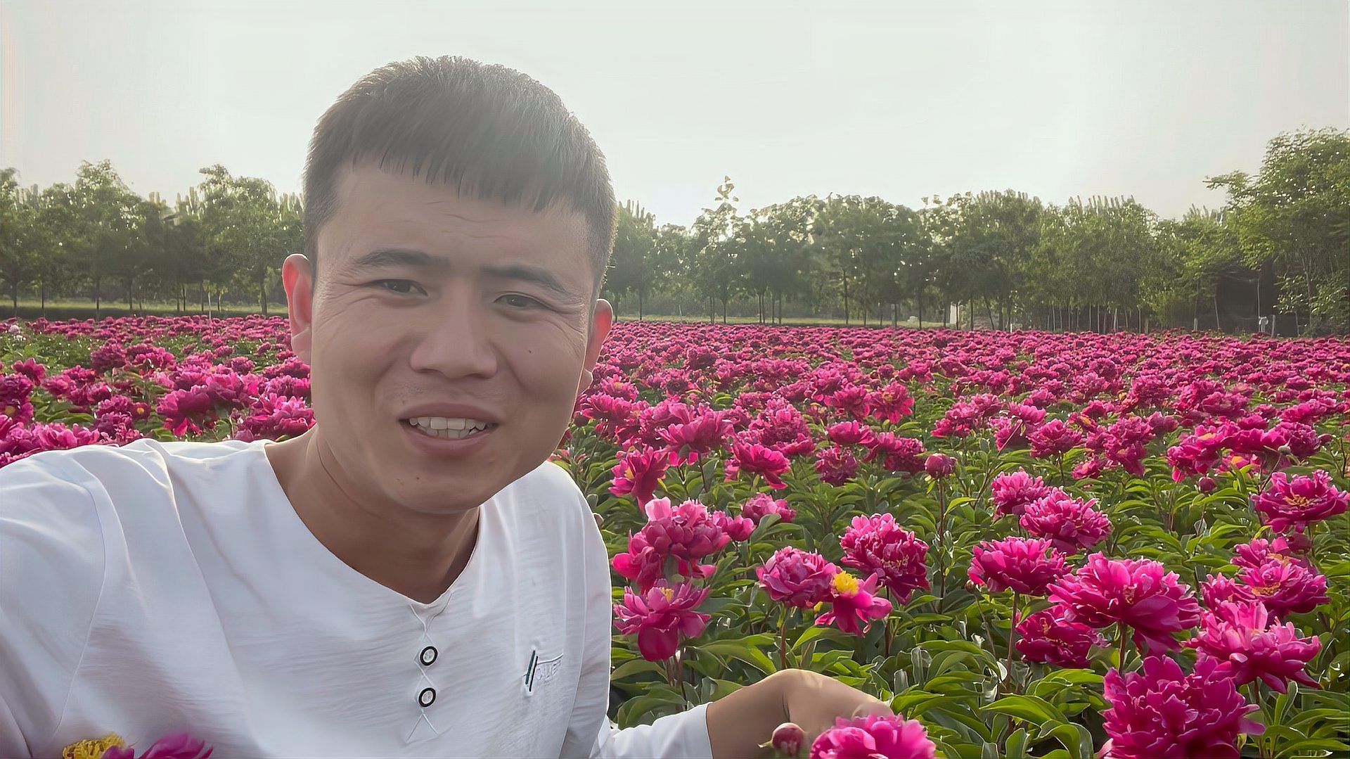 芍药花 芍药科芍药属植物 百度百科