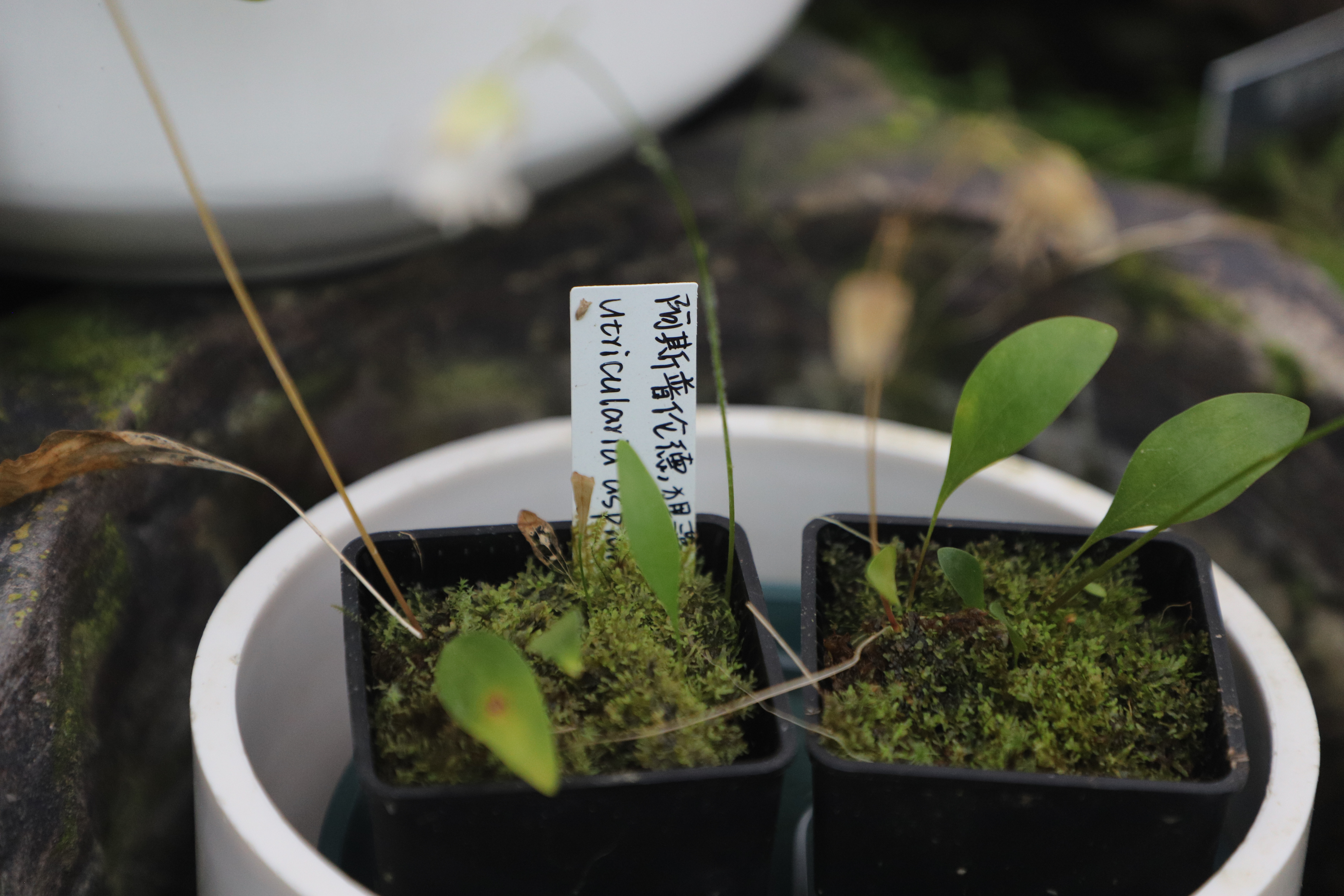  p data-id="gn577hbzbj">阿斯普伦德狸藻(学名:utricularia