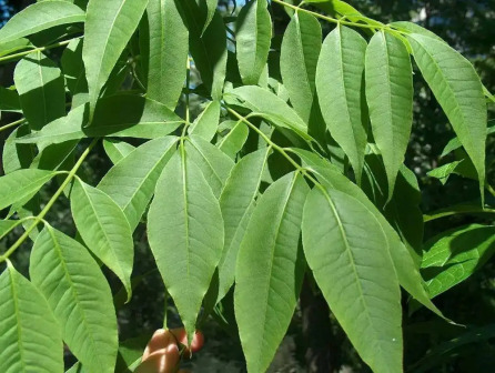 黄檗（芸香科黄檗属植物）_百度百科
