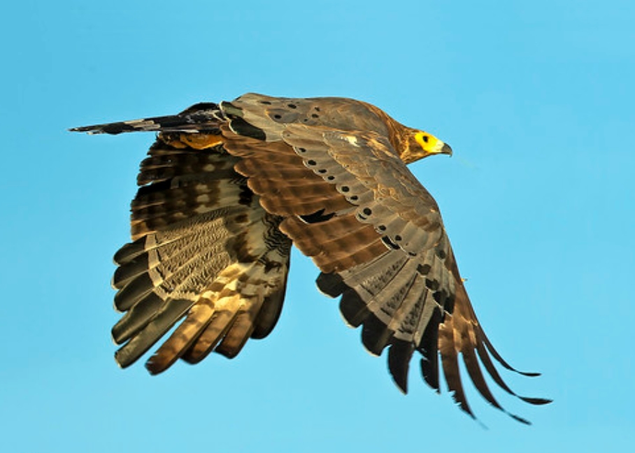  p>非洲猎鹰(学名: i>polyboroides typus /i>):是鹰科,鹞属的一种