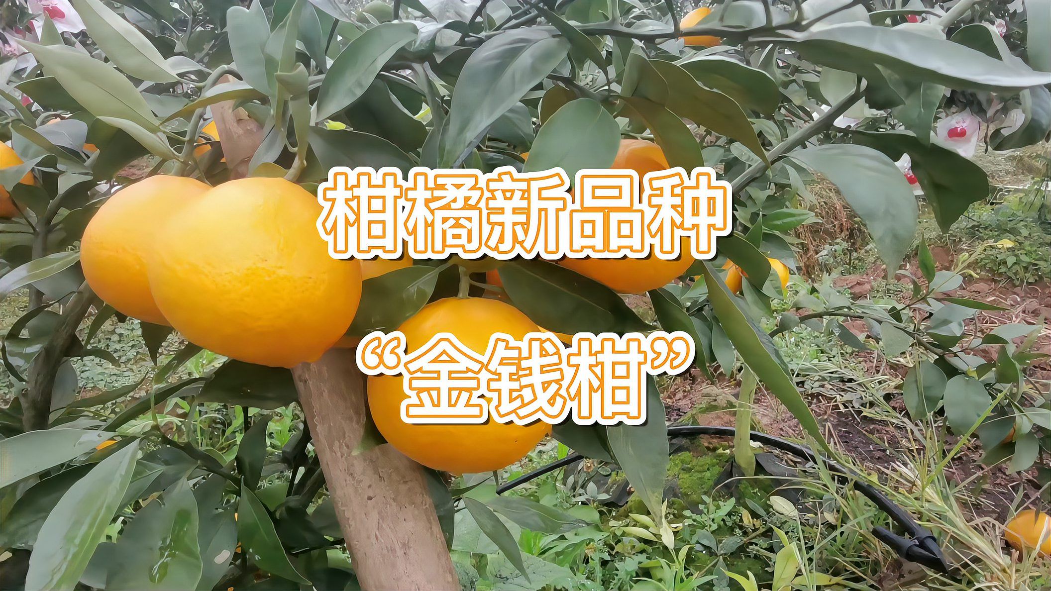 柑（芸香科柑橘属植物）_百度百科