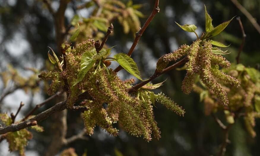 是桑科,桑属落叶乔木或灌木,无刺;冬芽具芽鳞,呈覆瓦状排列.