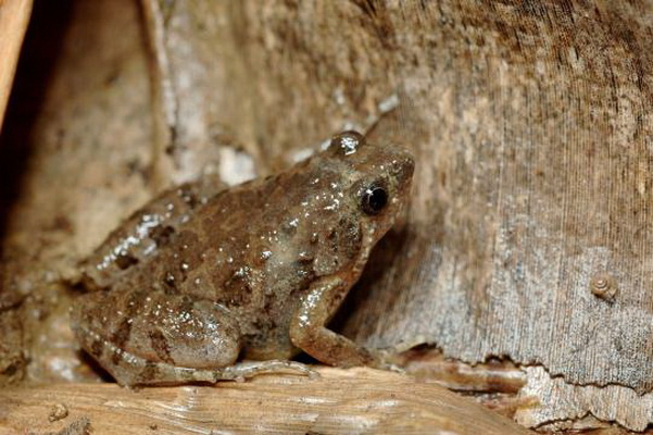 p>粗皮姬蛙(学名: i>microhyla butleri /i>)是姬蛙科,姬蛙属的 a
