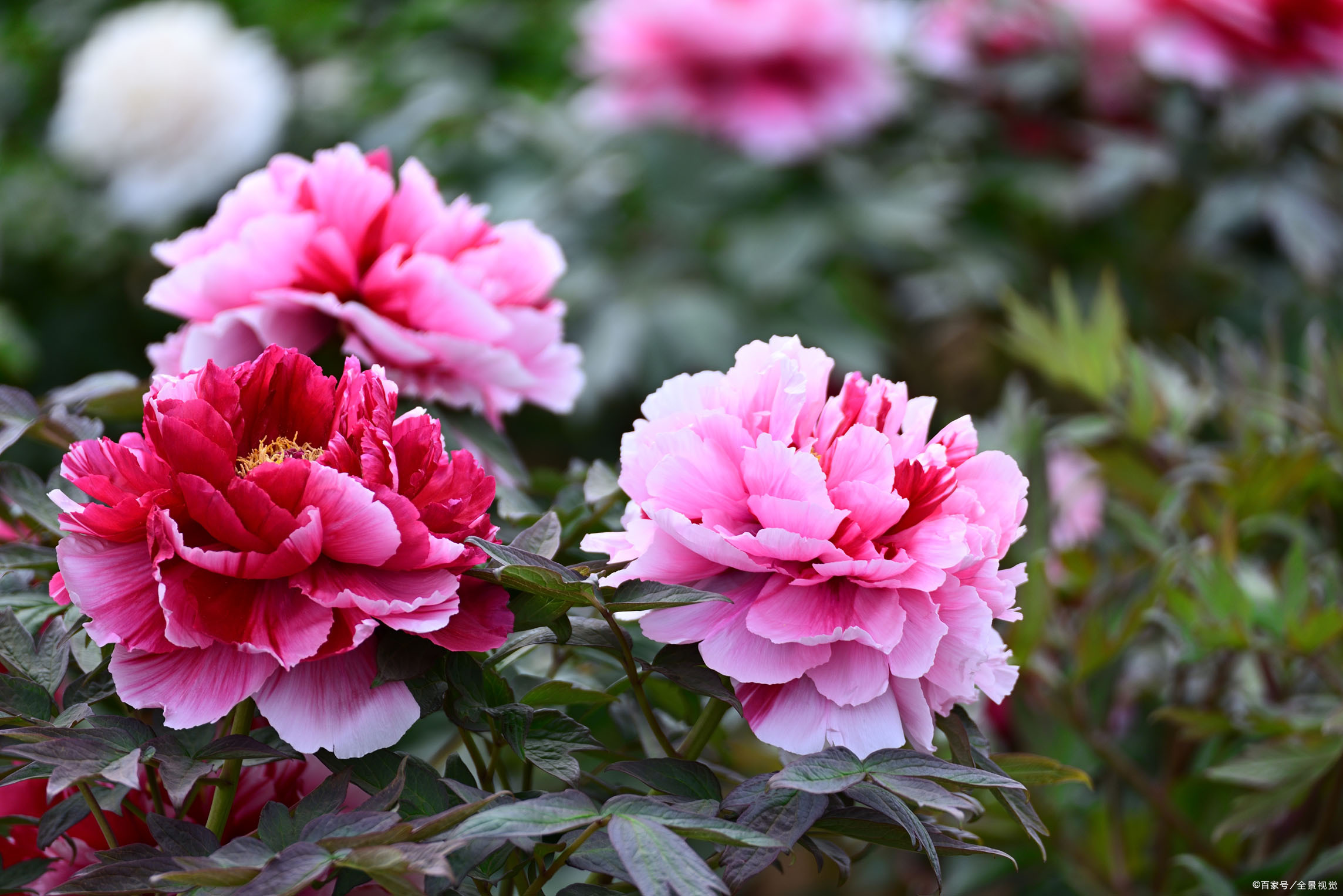 牡丹流传于世 仅仅是为了被人们欣赏吗 它还有这些使命 百科ta说