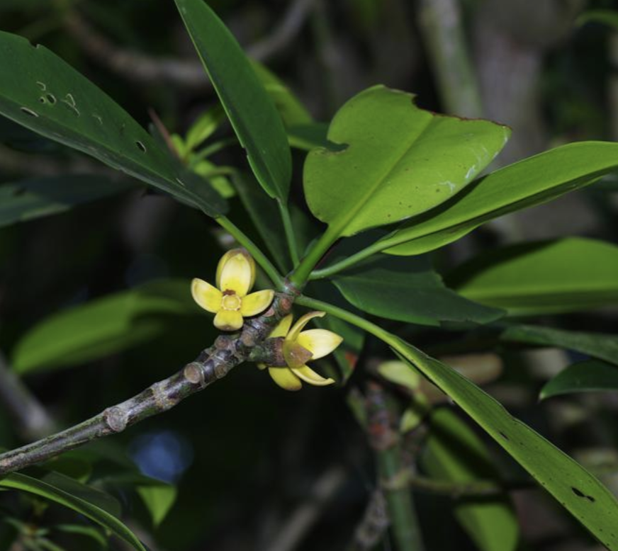 是红树科红树属的乔木或灌木.