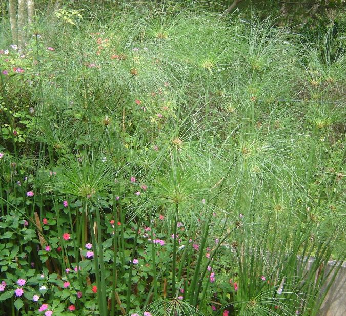 papyrus)是莎草科,莎草属的植物,具有粗壮的根状茎,高达2-3米,茎秆