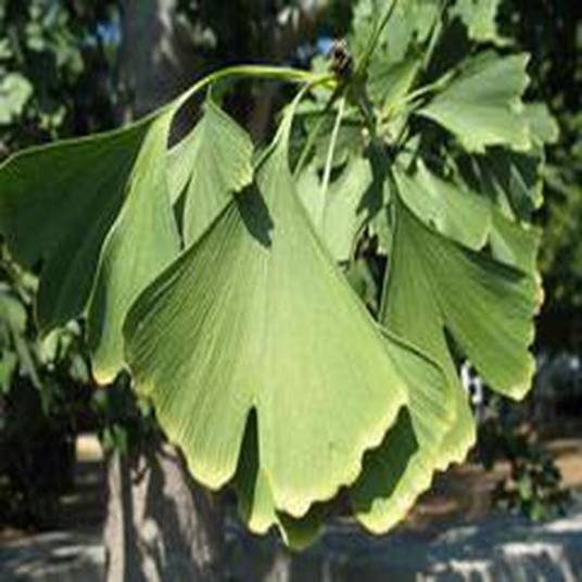 Ginkgo biloba 'Magyar'_百度百科