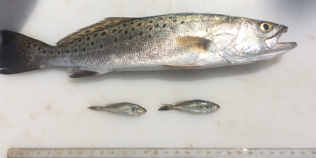  p>云纹犬牙石首鱼(学名: i> /i> i>cynoscion nebulosus /i>)是