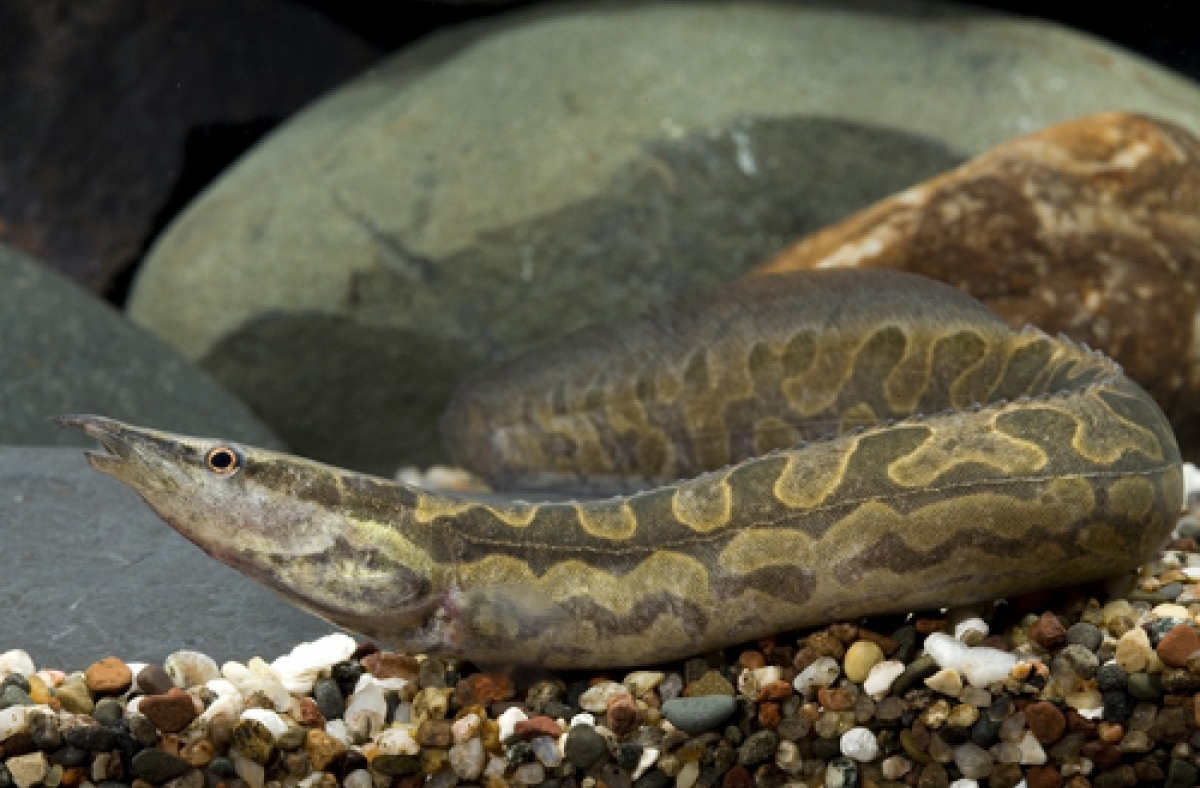 mastacembelus armatus