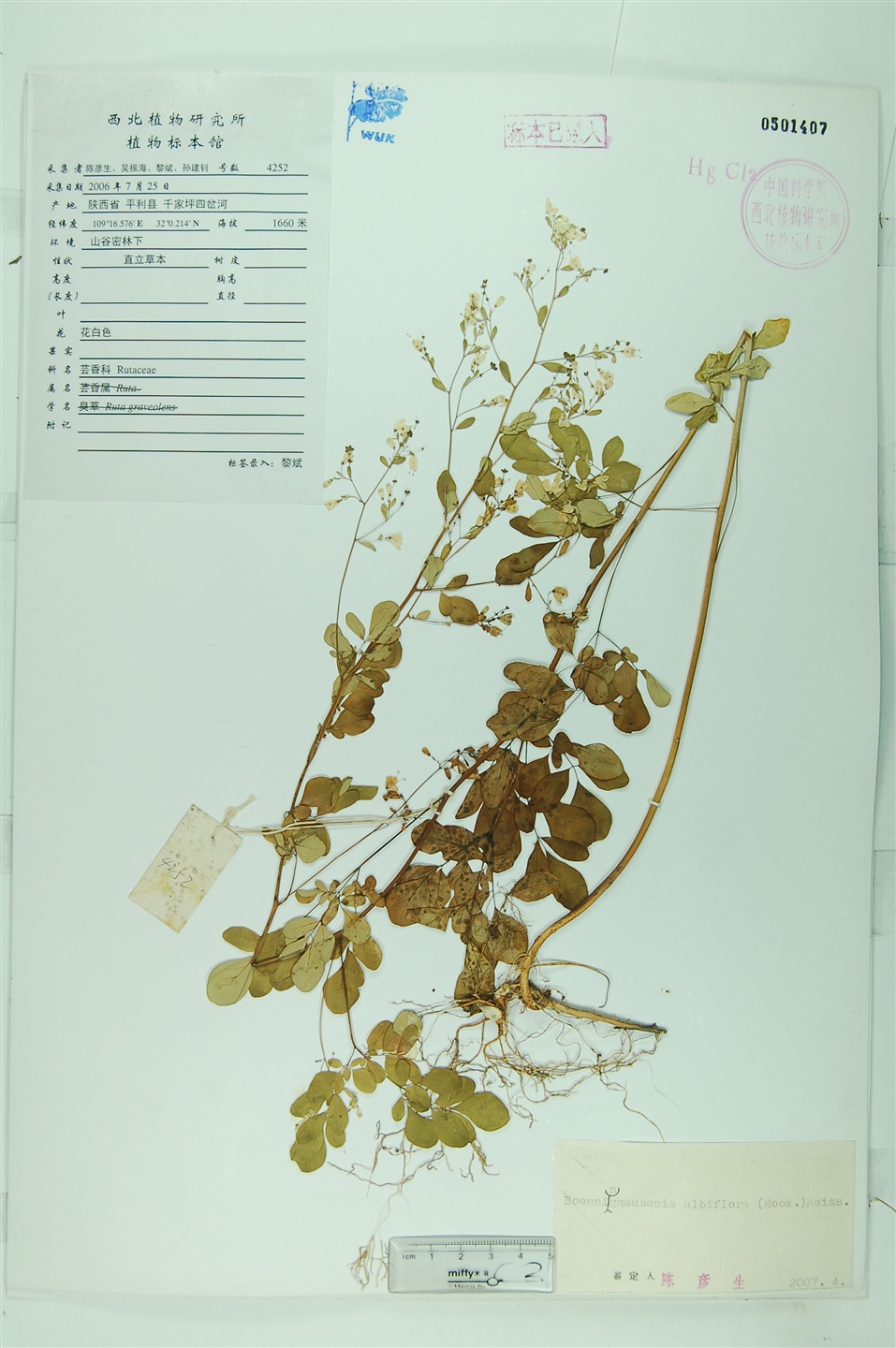 p>石胡椒是芸香科,石椒草属植物臭节草(学名:boenninghausenia