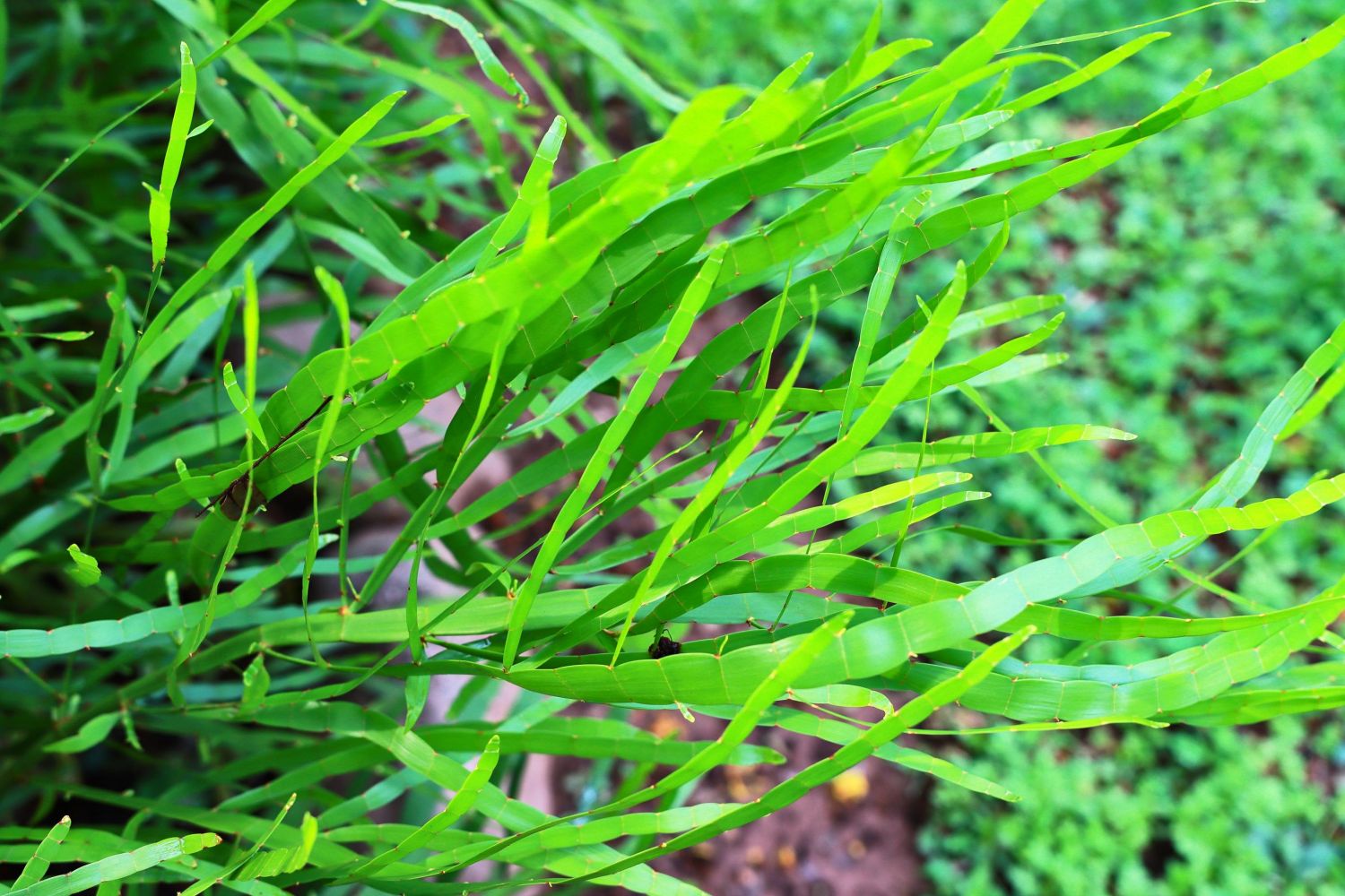 竹节蓼（蓼科千叶兰属植物）_百度百科