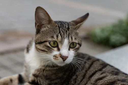 土猫_百度百科