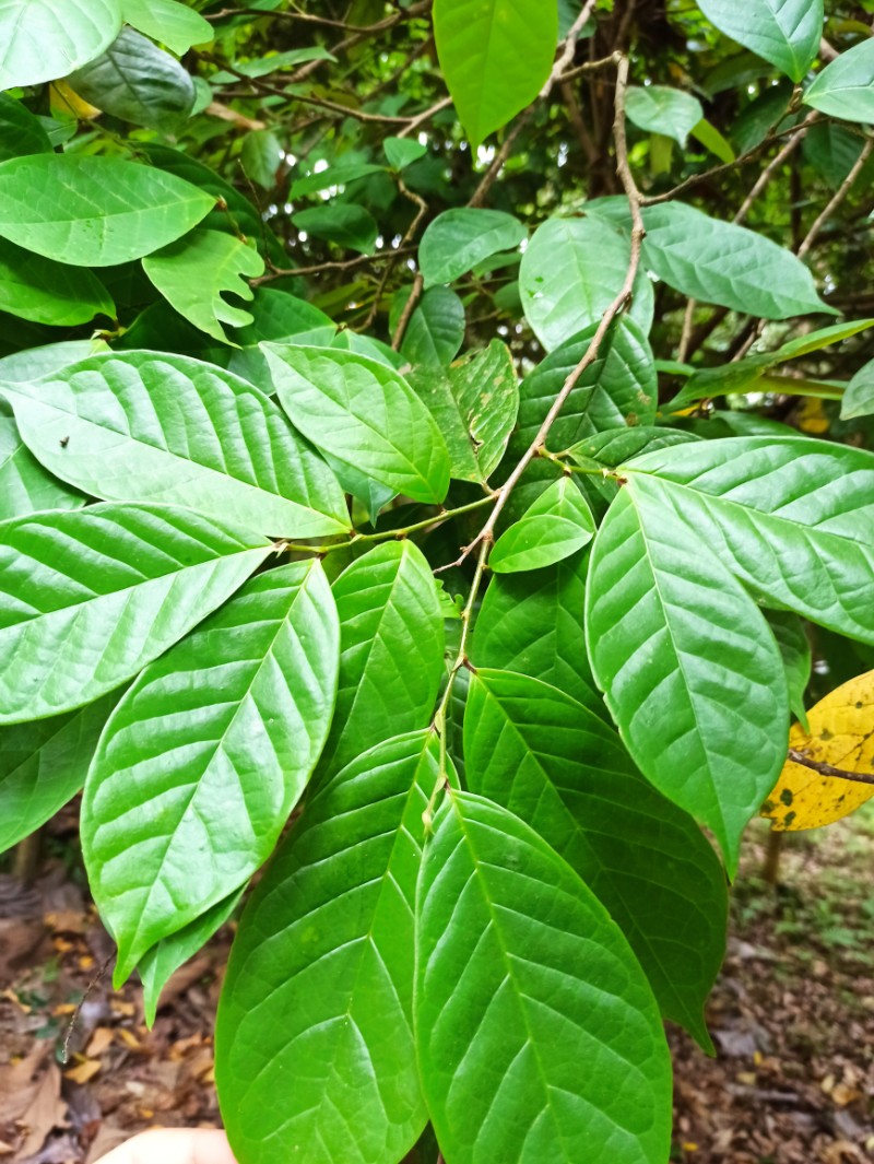 方叶五月茶海南个体003