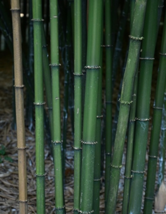  p>花秆方竹(学名: i>chimonobambusa quadrangulari