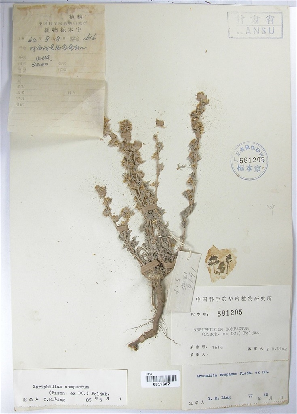  p>蛔蒿(学名: i>seriphidium cinum /i> (berg. ex poljak.