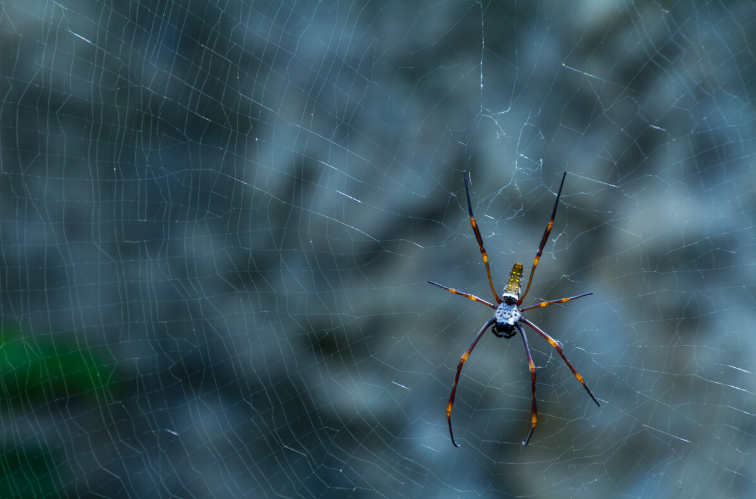络新妇 蜘蛛中的 妖怪女郎 百科ta说