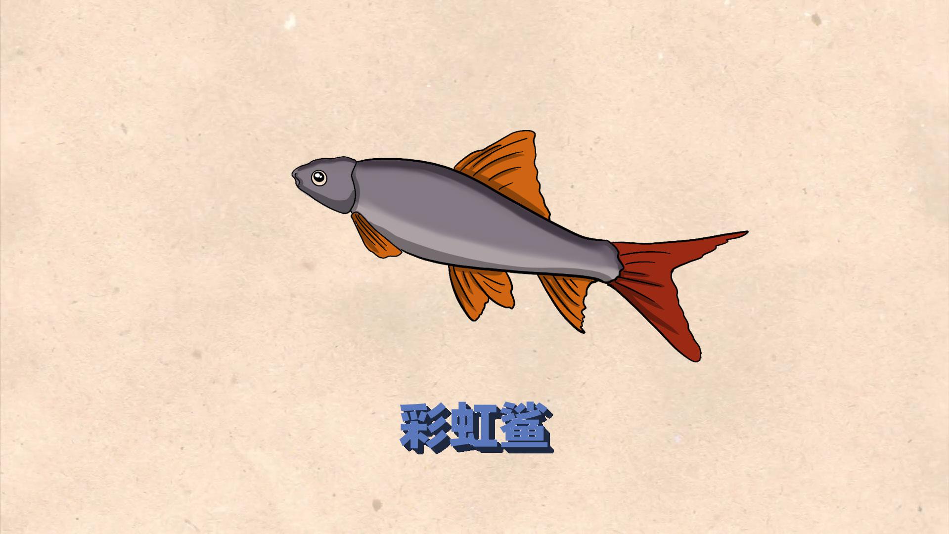 彩虹鲨:鲤科野鲮属鱼类