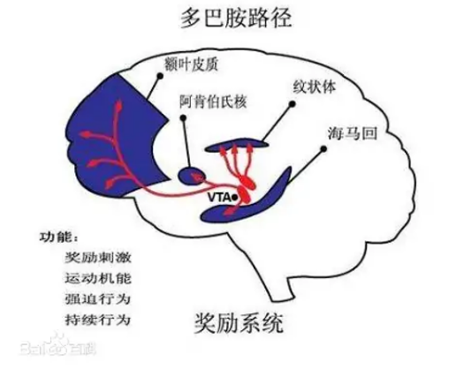 多巴胺（帮助细胞传送脉冲化学物质）_百度百科