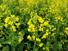 油菜花
