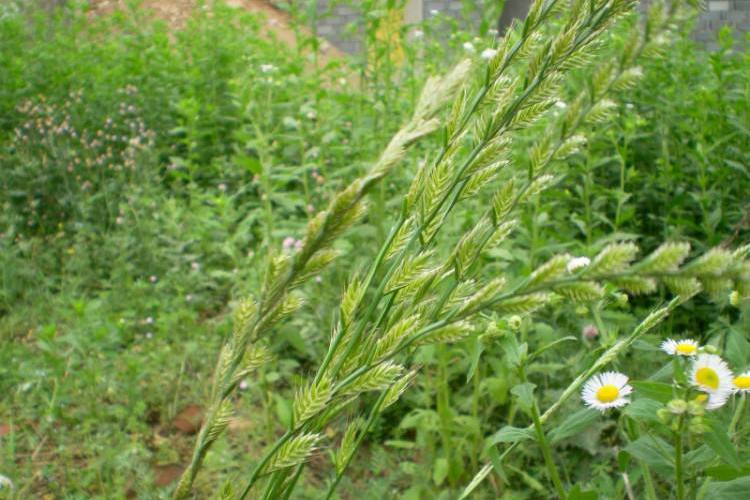  p>两芒山羊草(学名:aegilops biuncialis vis.