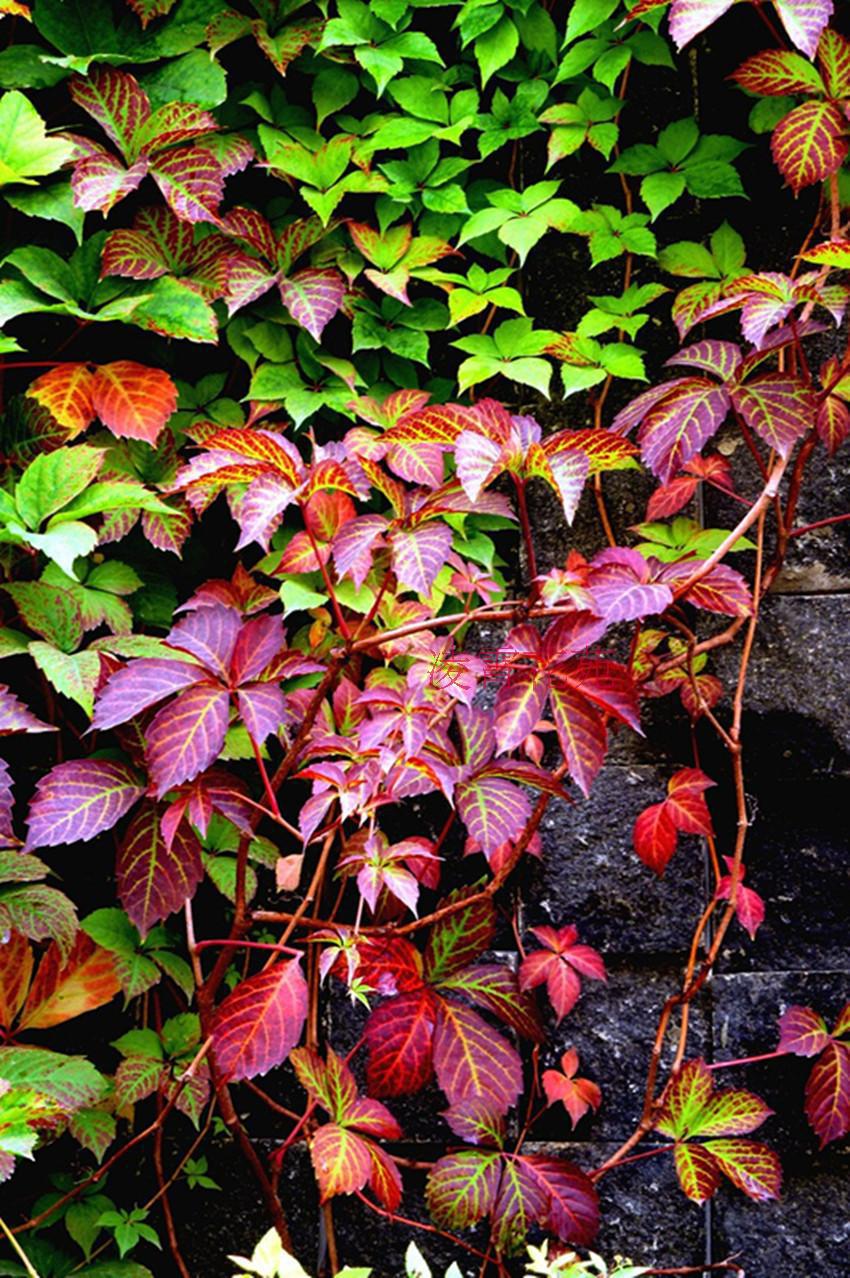 是葡萄科地锦属木质 a target="_blank" href="/item/藤本植物