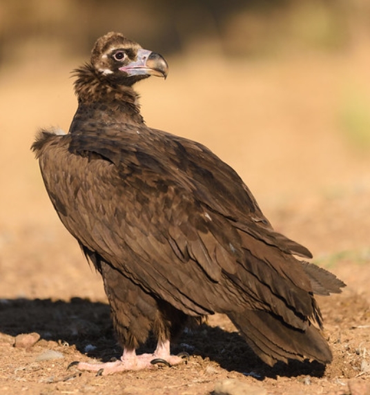  p>兀鹫(学名: i>gyps fulvus /i>):是鹰科,兀鹫属的鸟类.