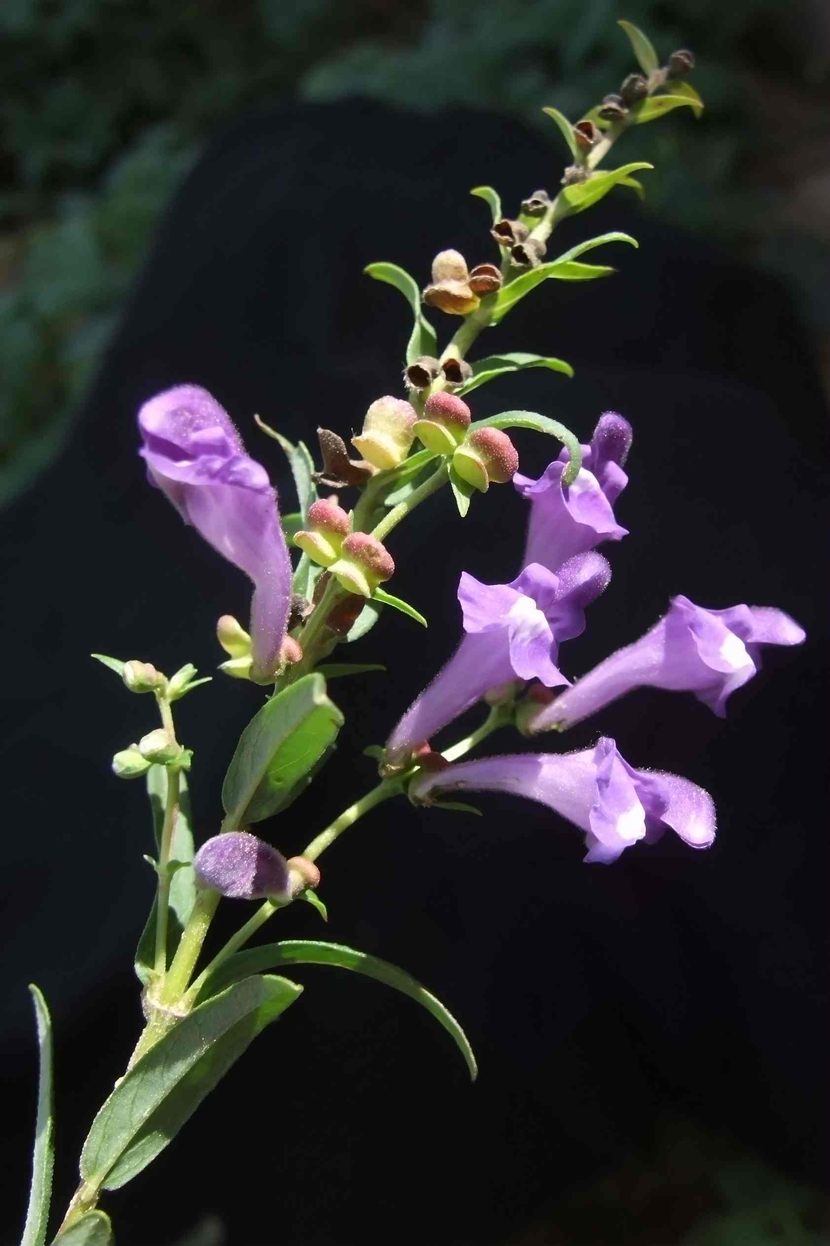 baicalensis /i> georgi)为唇形科黄芩属多年生草本植物;茎分枝,近