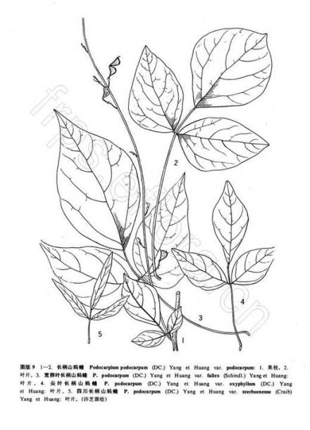 尖叶长柄山蚂蝗线稿图