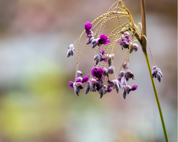 再力花 花中 女神 水上 精灵 百科ta说