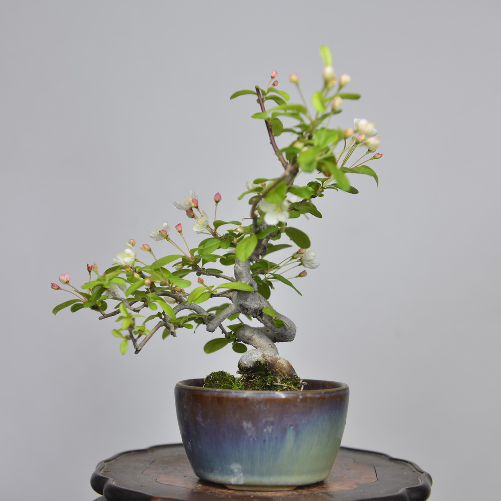 三叶海棠蜀山群体