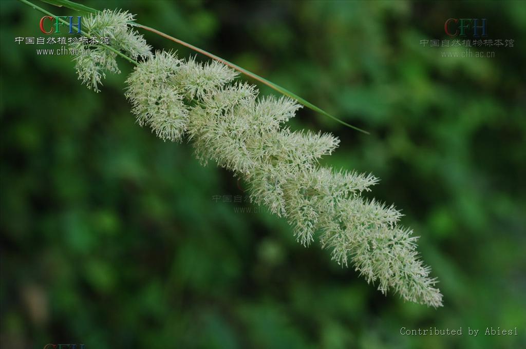 calamagrostis var.sylvatica