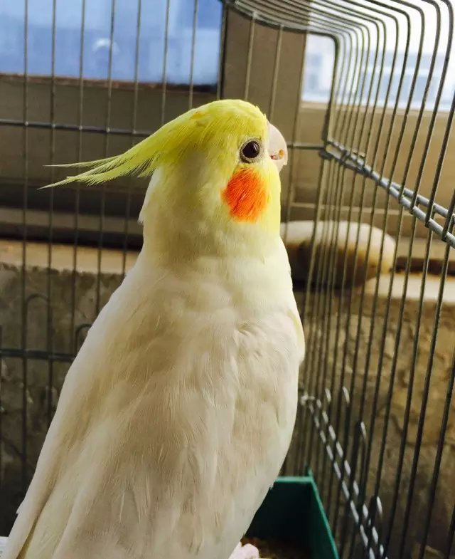 玄凤鹦鹉属