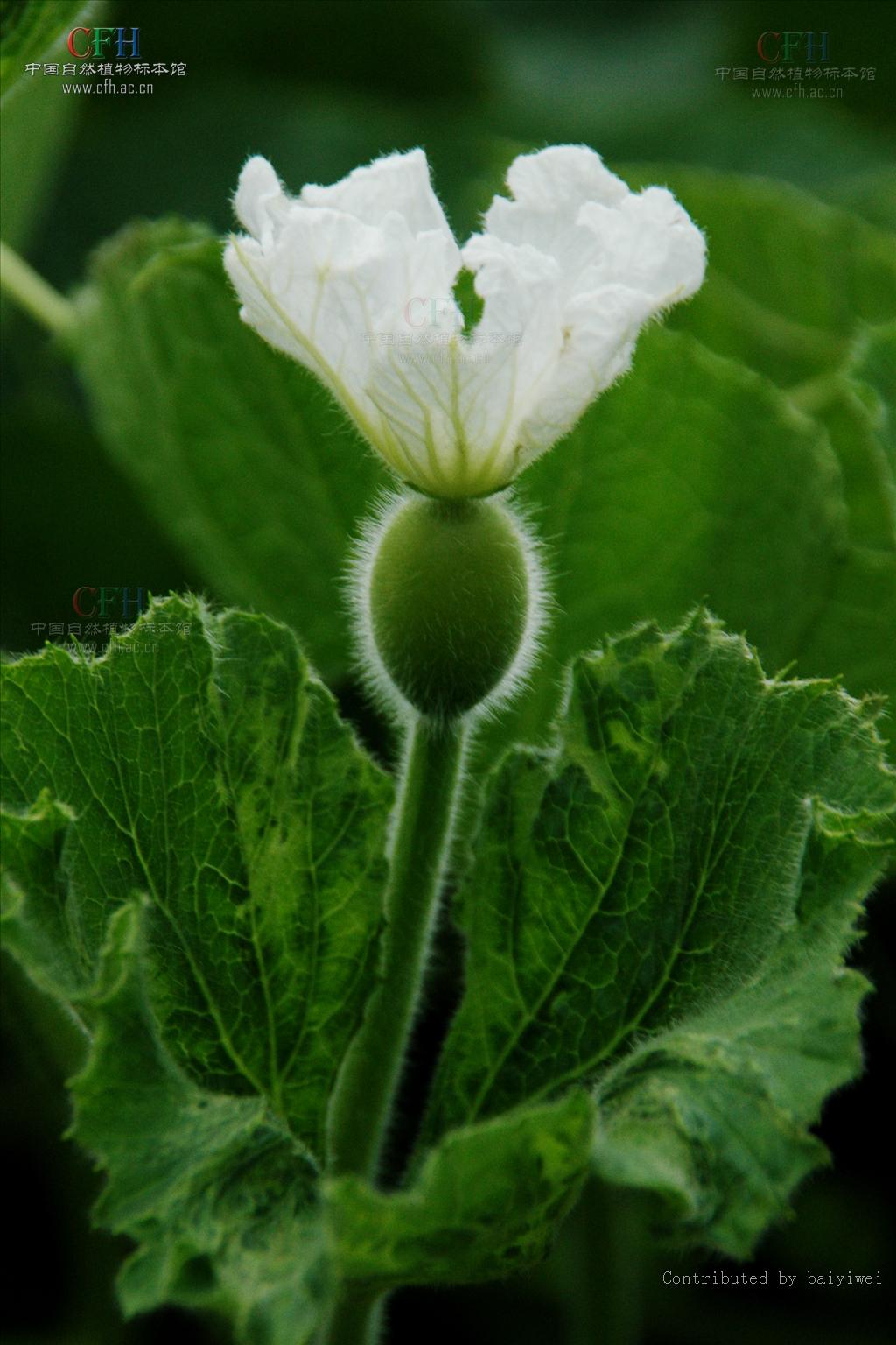  p data-id="ta2mup4n7t7s">瓢瓜为葫芦 span