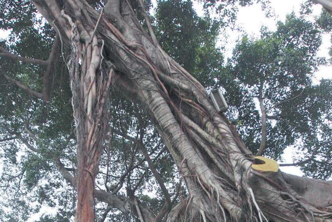  p>灌木或小乔木,高3-6米,胸径5-6厘米,树皮灰色,光滑;小枝,叶柄,榕果