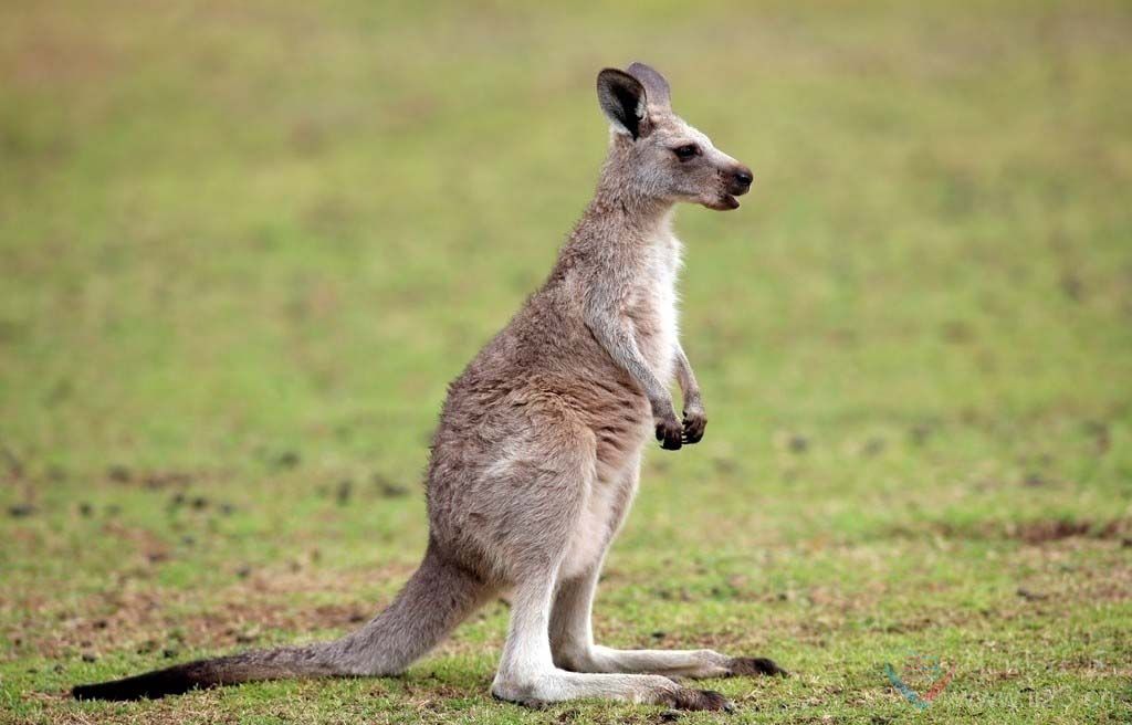  p>袋鼠是一种属于袋鼠目的有袋动物,主要分布于澳大利亚大陆和 a